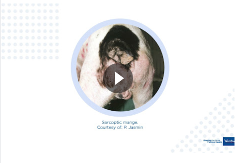 (video 1) Sarcoptic Mange Management